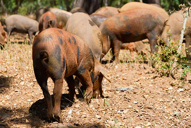 Visitas a la dehesa Aracena